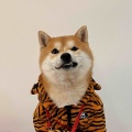 用戶頭像